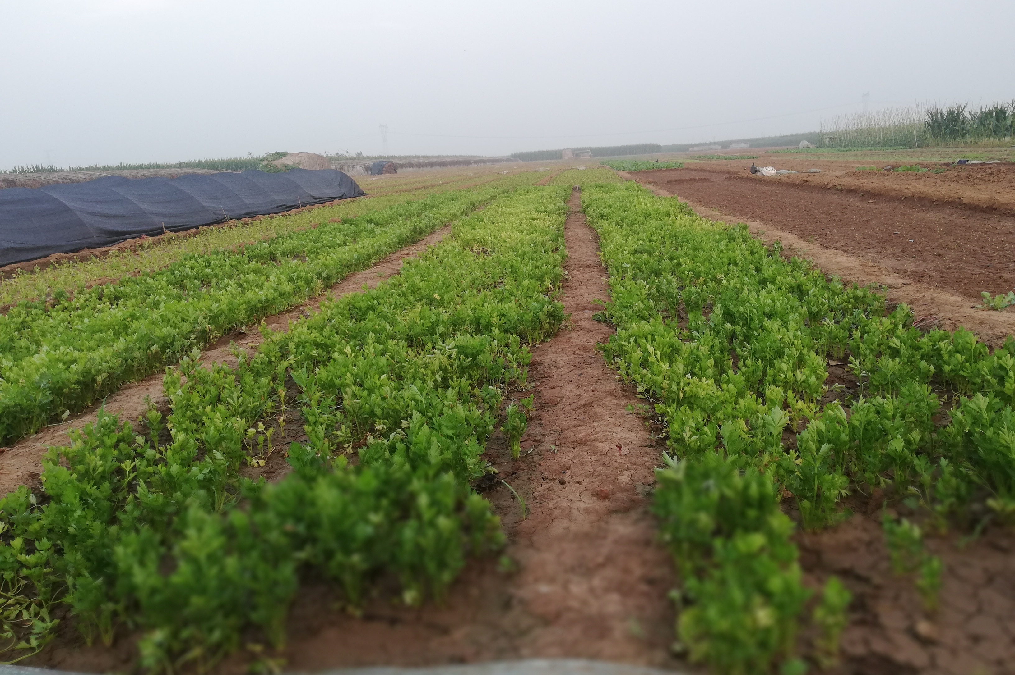 北漂20年返乡务农,10亩地种上"金豆豆",开启农村新生活