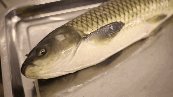 壁纸 动物 鱼 鱼类 560_314 gif 动态图 动图