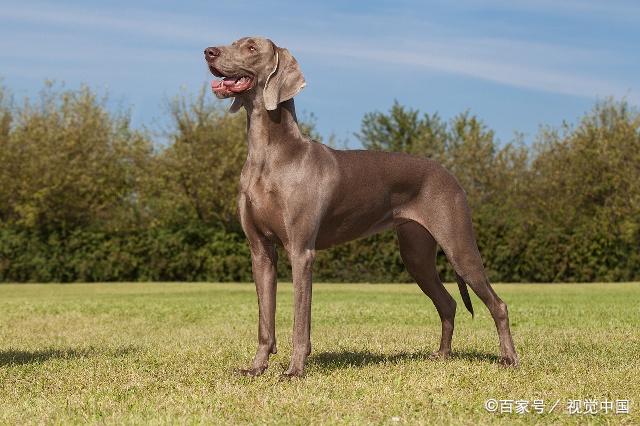 威玛猎犬以追捕能力闻名,速度和耐力一级棒