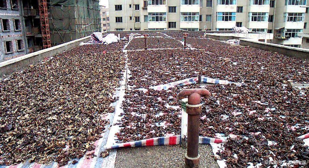 探秘木耳的生长过程:从菌种到美味佳肴