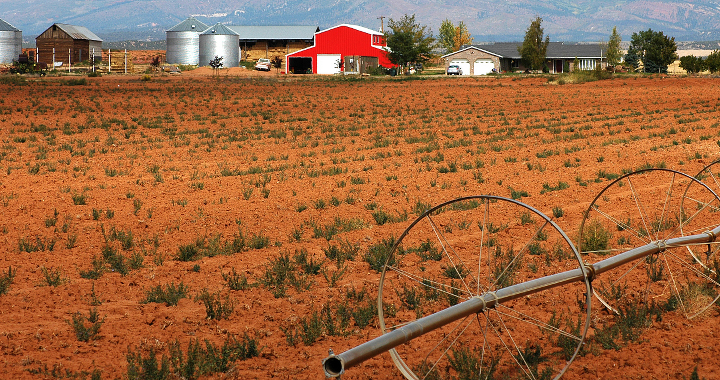 地中海农业主要农作物?