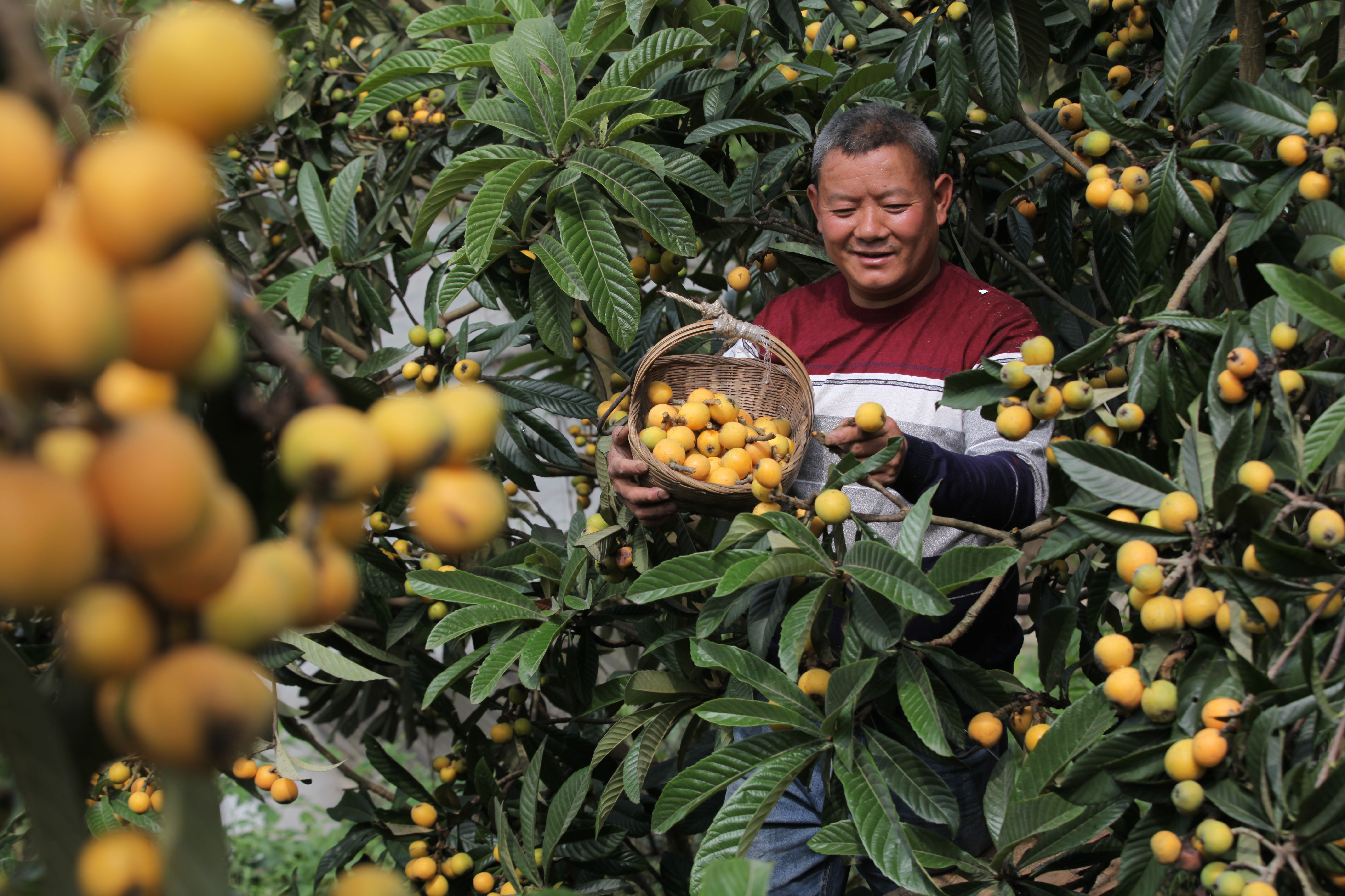 贵州毕节:枇杷熟了