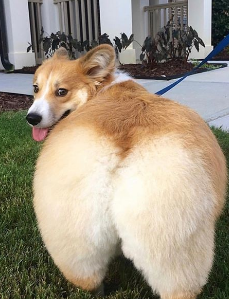 狗狗蓬松的大屁股,你喜欢吗