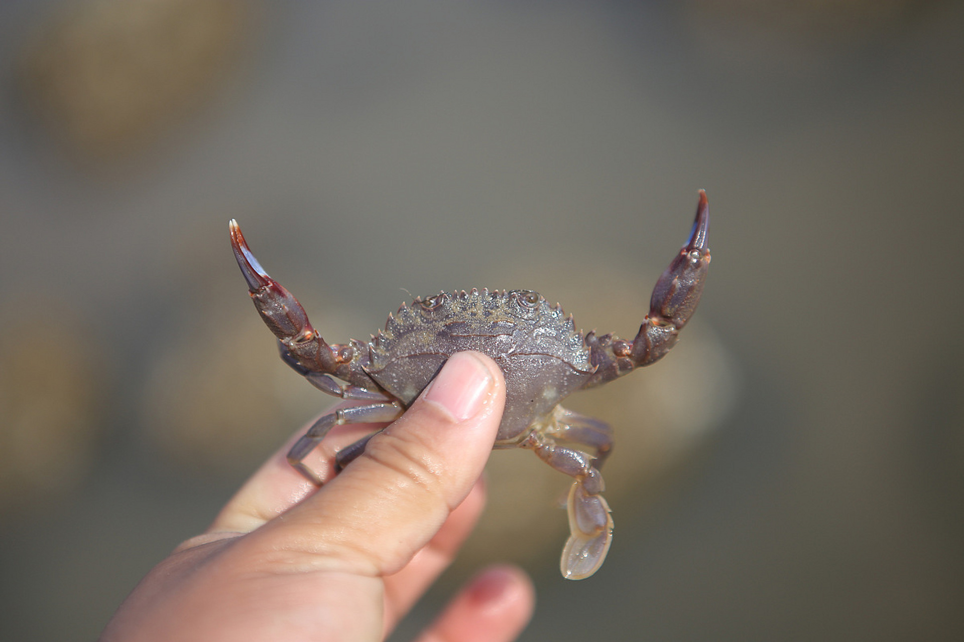 摘要:迷你小螃蟹因其可爱外形和低廉价格而受欢迎.