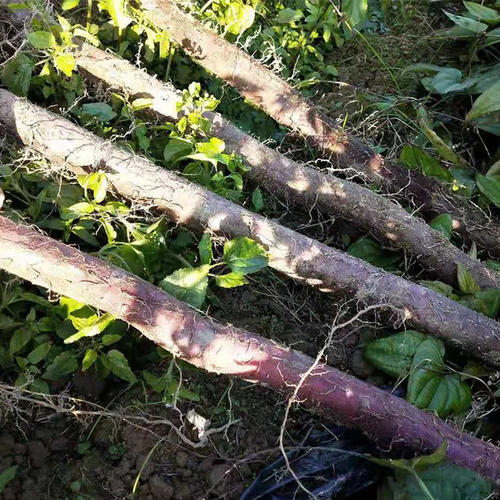 山上挖到一堆野薯,一个坑就刨出50多斤,一个人扛不动!