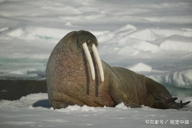 海象有着长长的两个牙齿,体型看起来胖胖的很有力量