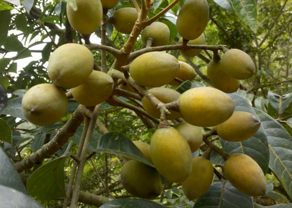 百度爱采购首页 商品专题_果树橄榄是橄榄科橄榄属乔木植物.