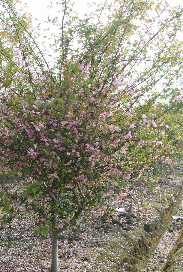 对恒春拟单性木兰你了解多少?我猜这些你不知道