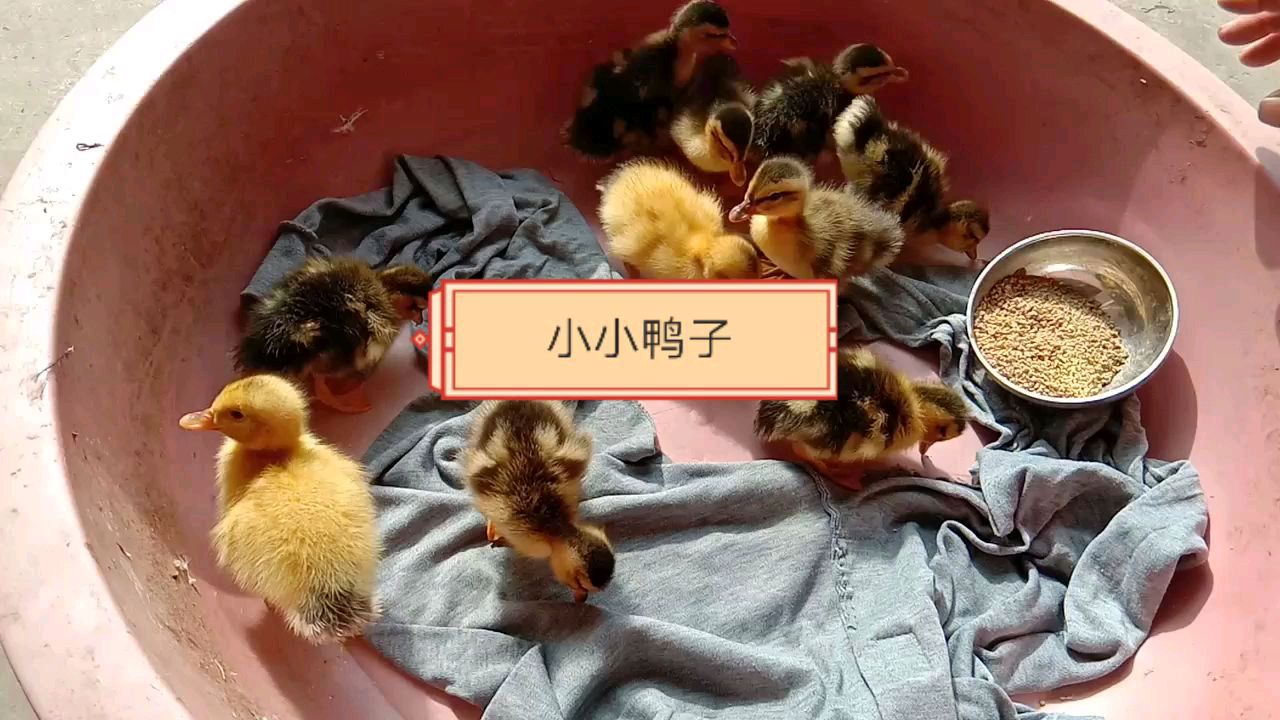 小鸭子小时候生活