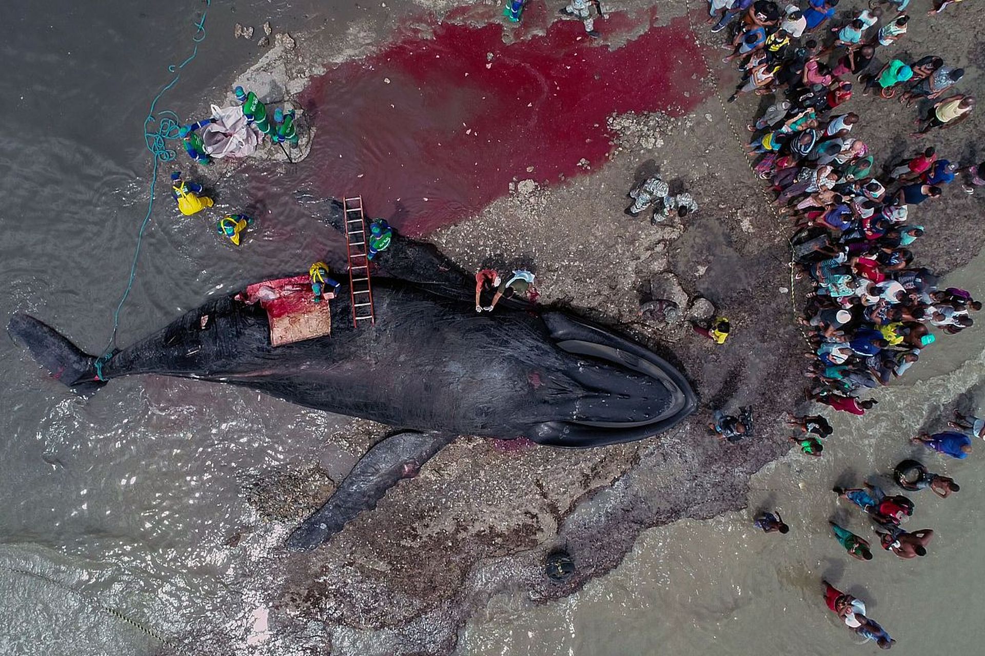 日本核污染水排海后四天六震,海水回灌,直扑美国!网友:举国同庆!