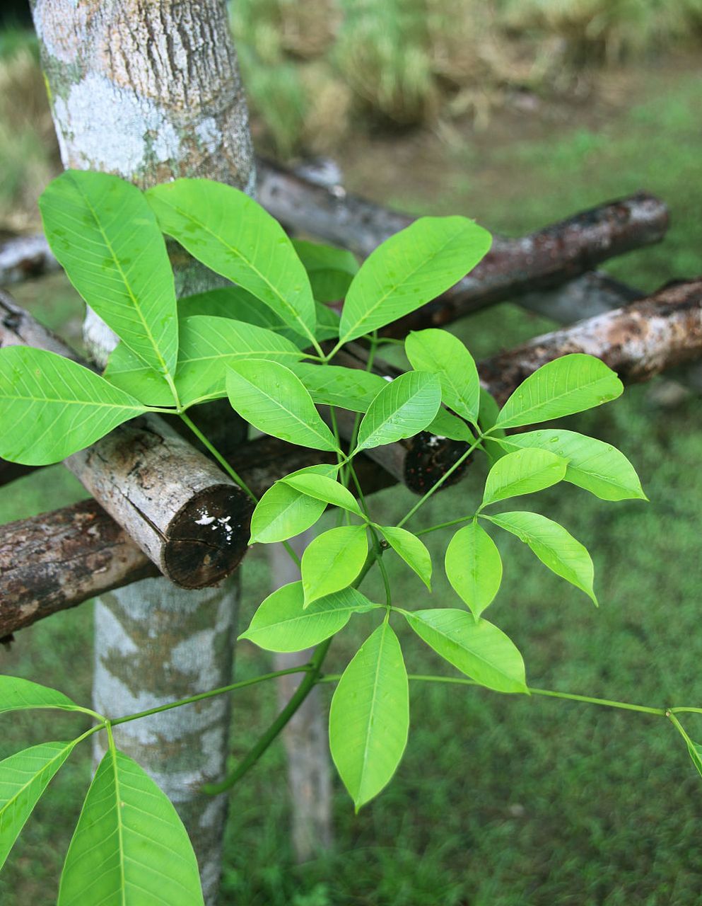 乌饭树是一种水生植物,它的种子被种植在水田或浅水区,生长过程像一棵