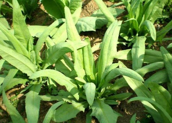 其实苦荬菜不单单只是治疗头痛牙痛,就是其他的药用价值,也是非常的高