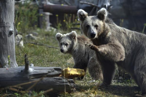 喜马拉雅棕熊被狂砸石块 浑身伤滚3圈坠河谷网友心碎:真正的野蛮