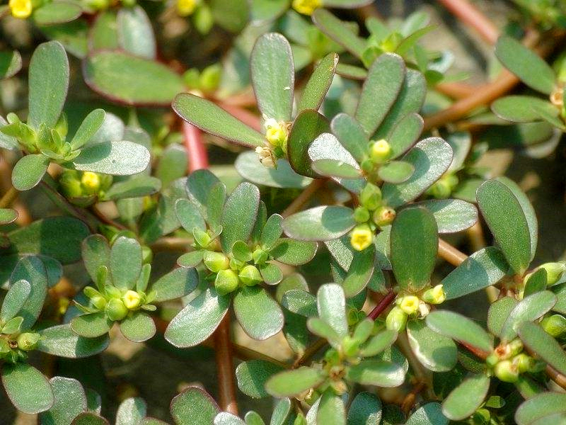 农村有一种"长命草",村民们在贫穷的时候特别喜欢拿它做菜!