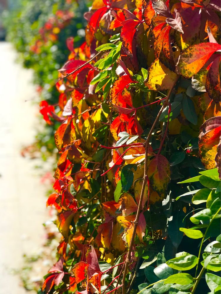 镜头下的秋天,让你领略一个五彩缤纷的世界