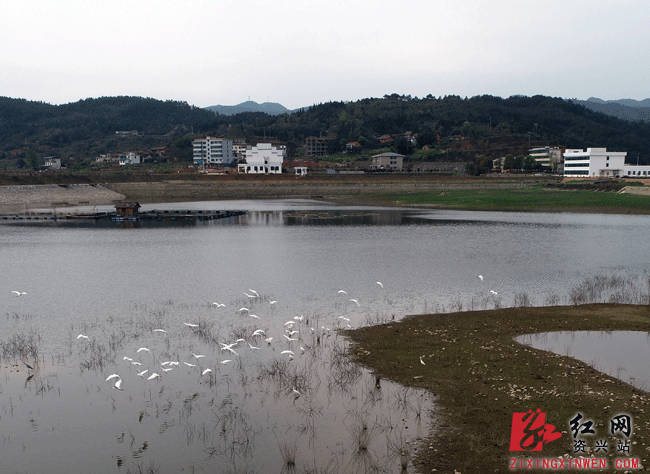 东江湖畔的资兴市白廊镇台前村(资兴市水产良种场)白鹭翩翩.