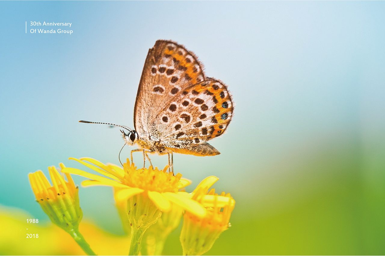 破茧成蝶,贵在坚持