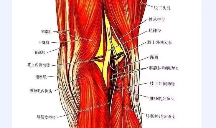 腘窝后方解剖图片