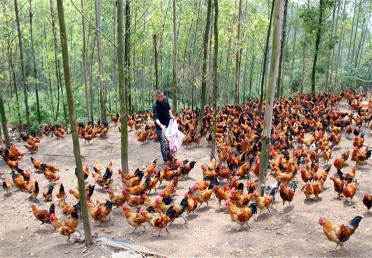 嘉庆聊三农:养鸡过程中,培育小鸡的时候,应该注意哪些问题?