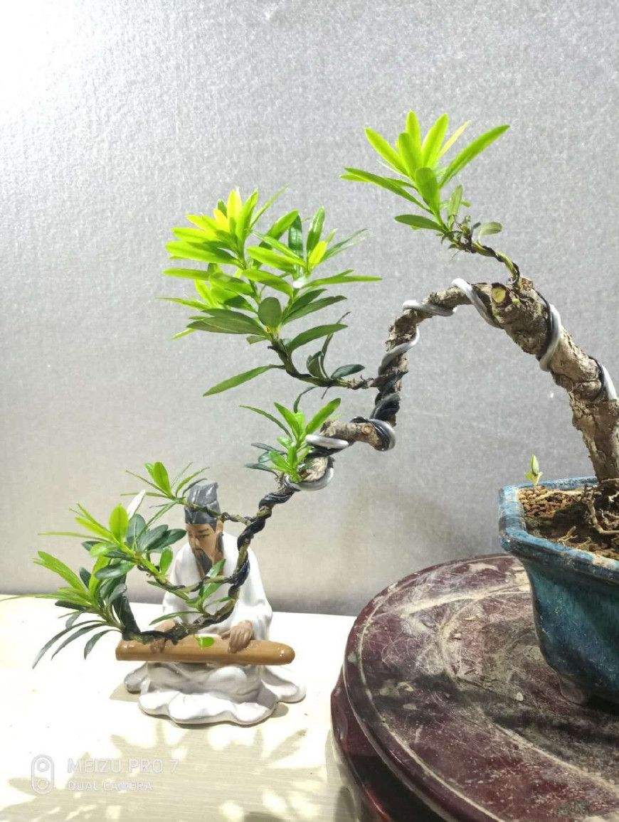 小小罗汉松,"弯弯腰"身价高,盆景蟠扎技术你知道吗?