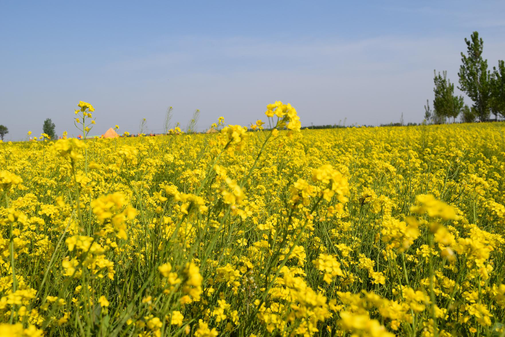 五一撒欢好去处,故城万亩油菜花为爱美的小姐姐开启免费赏花模式