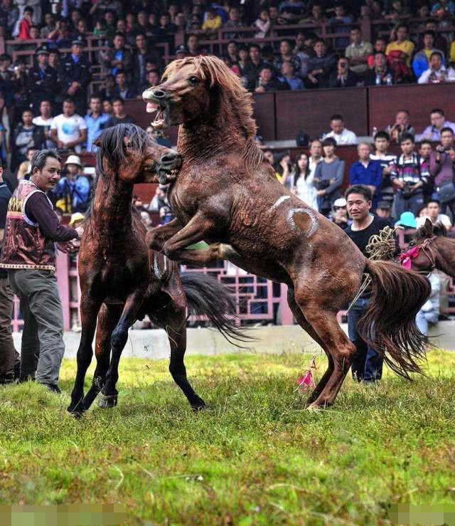 镜头下:斗牛很刺激,你一定没有见过斗马,现场刺激又搞笑!