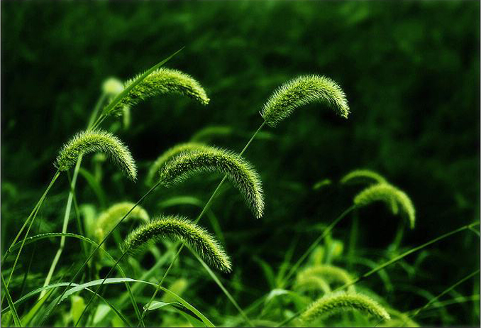 农村这3种野草,猪毛衣菜,凄凄芽和狗尾巴草,只有两种可以吃