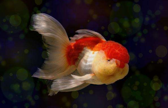 5,红珍珠,它又被称为红金鱼,而且它身上的鳞片有点像珍珠,如果是你的