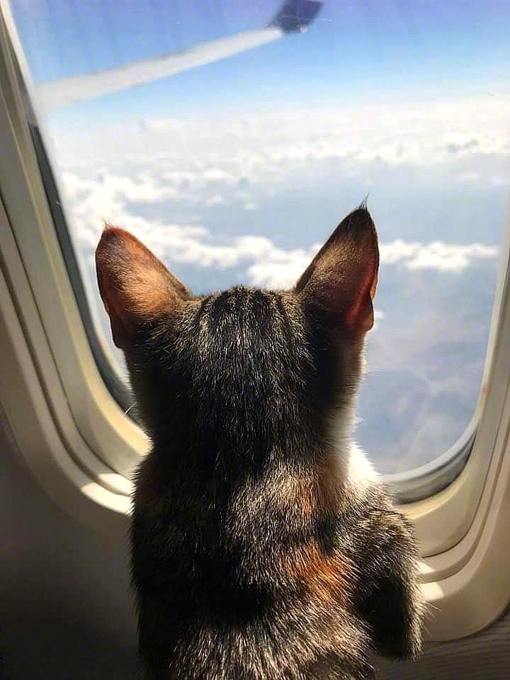 猫咪坐飞机:这是朕多年打下的天下啊!