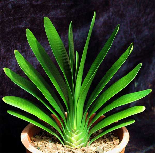 君子兰叶片"歪歪扭扭",老花匠教你"2招",叶片端正,发亮