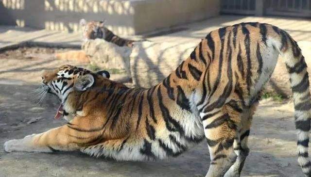 大型猫科动物老虎,超可爱的伸懒腰活动,好像只大猫!