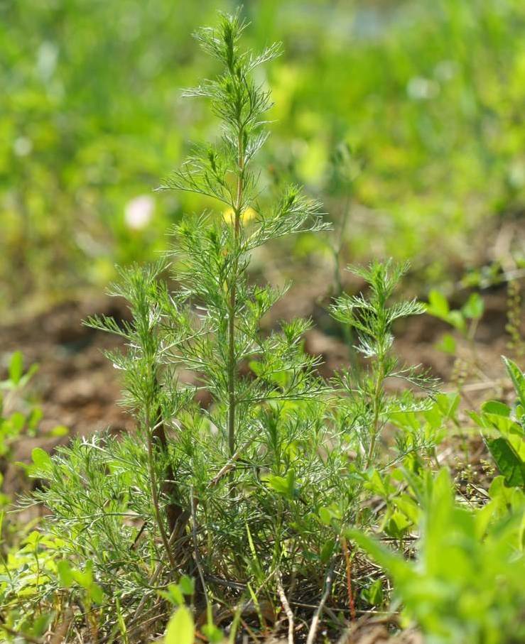 一种春天弥足珍贵的天然"野菜",多年被人忽视,可别在铲除了!