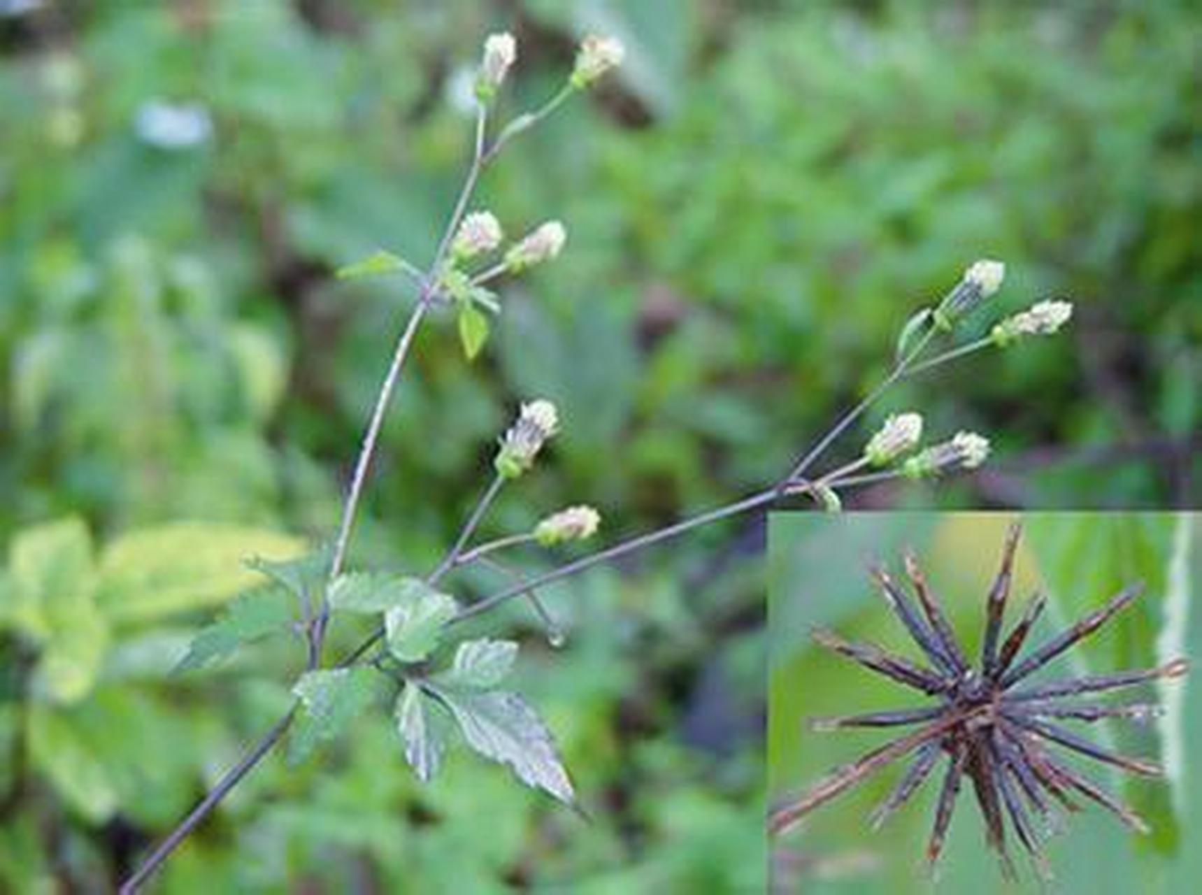 科普知识竞赛#野马追,中药名.为菊科植物轮叶泽兰的干燥地上部分.