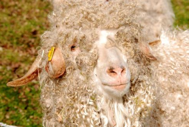 绵羊羊毛衣服 - 优质问答专区