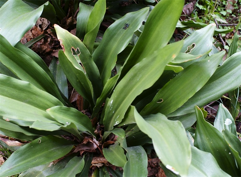 第二种为"开口箭",为百合科开口箭属植物.