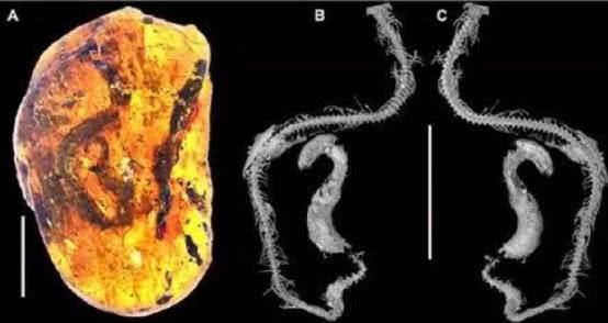 女华人手中藏有极其稀有的"琥珀蛇,全球仅此一枚