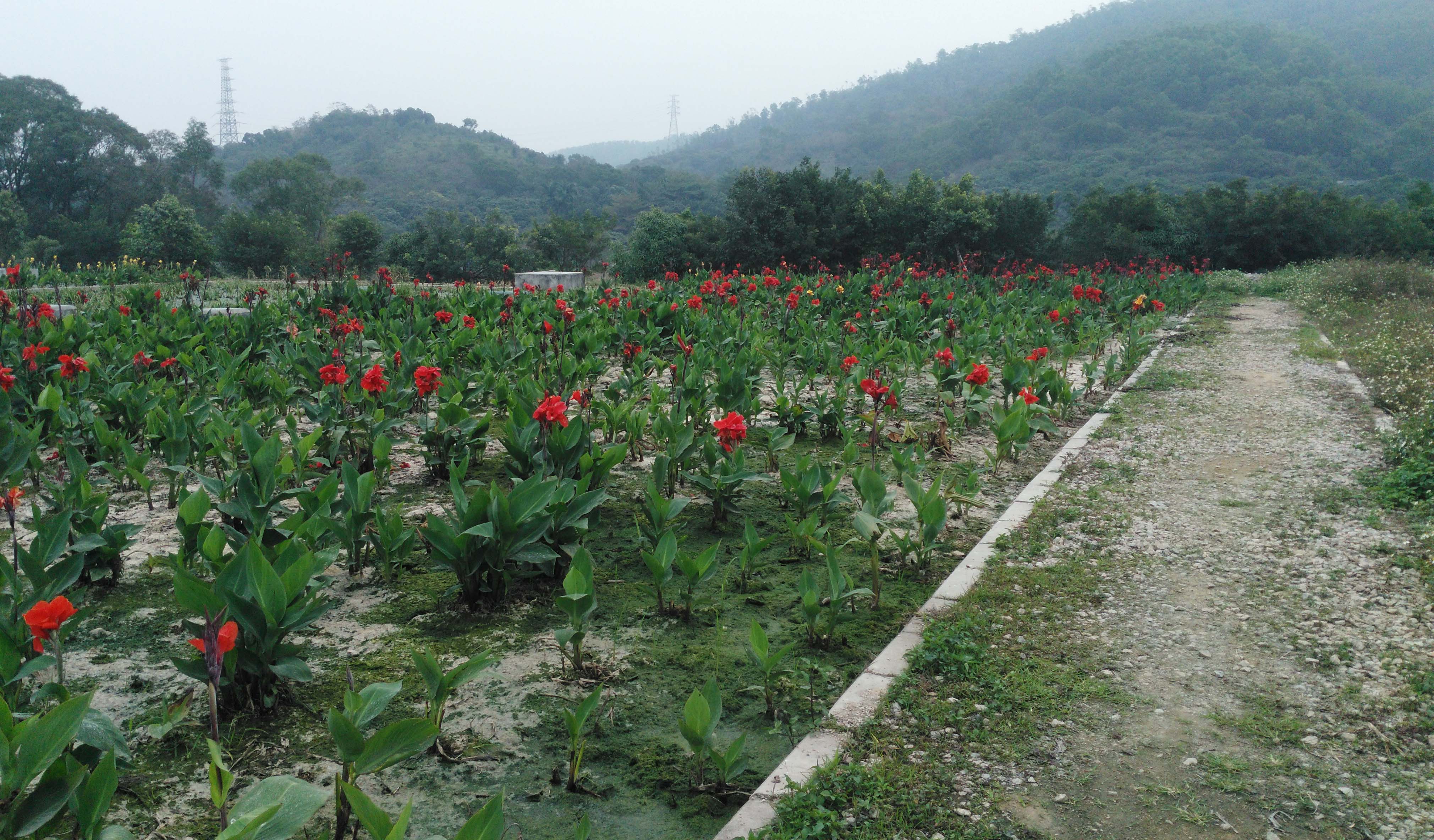 來深圳坪地溼地公園走走啦,現在有花賞,也有山爬