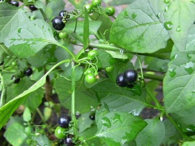 这种"黑果"遍地都有,它原来是"解毒之王",很多人都错过了!