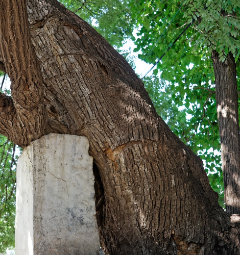 村里这棵历经磨难的千年古树专家考证为"济南第一槐树王"?