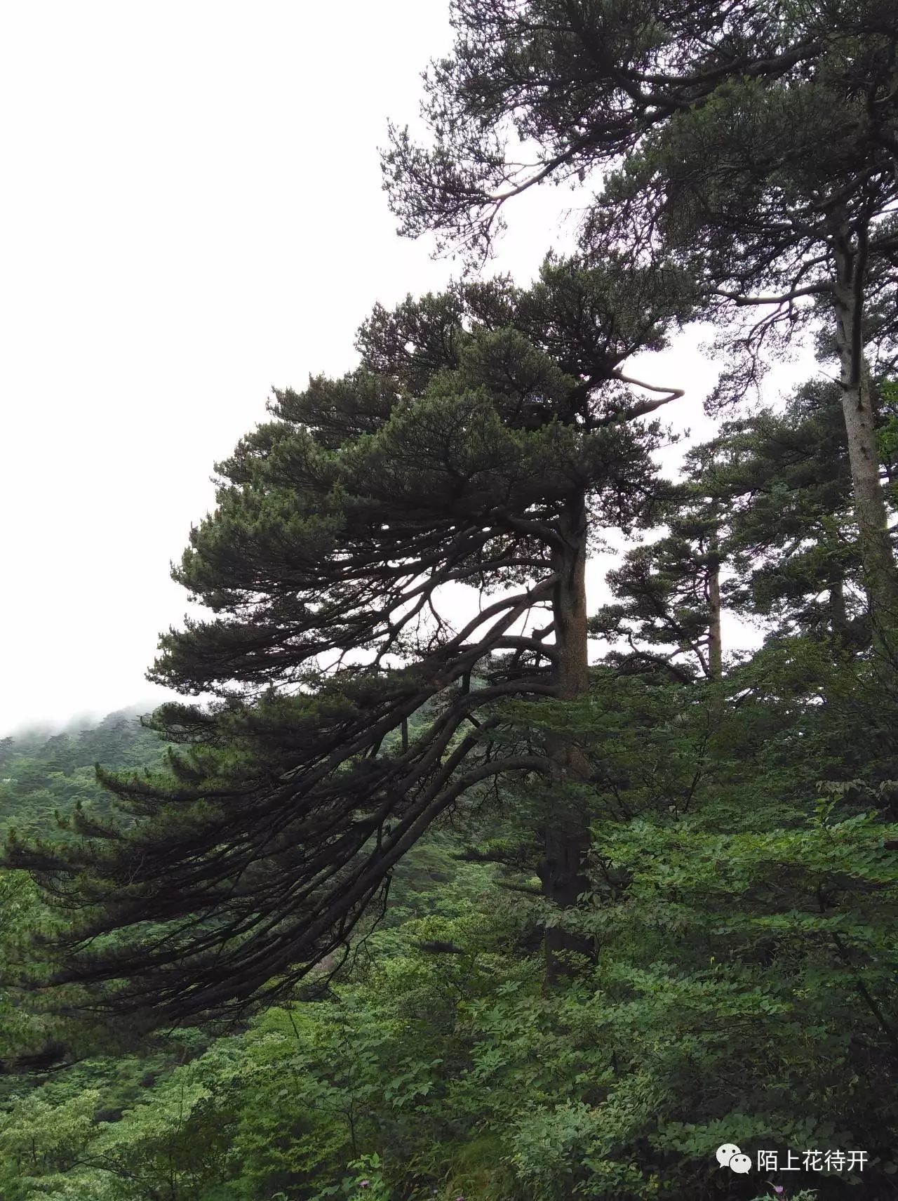 黄山:醉美黄山,梦幻之旅