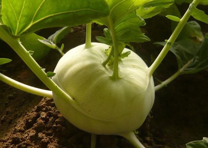 芜菁甘蓝,你不知道的多种功效和营养价值