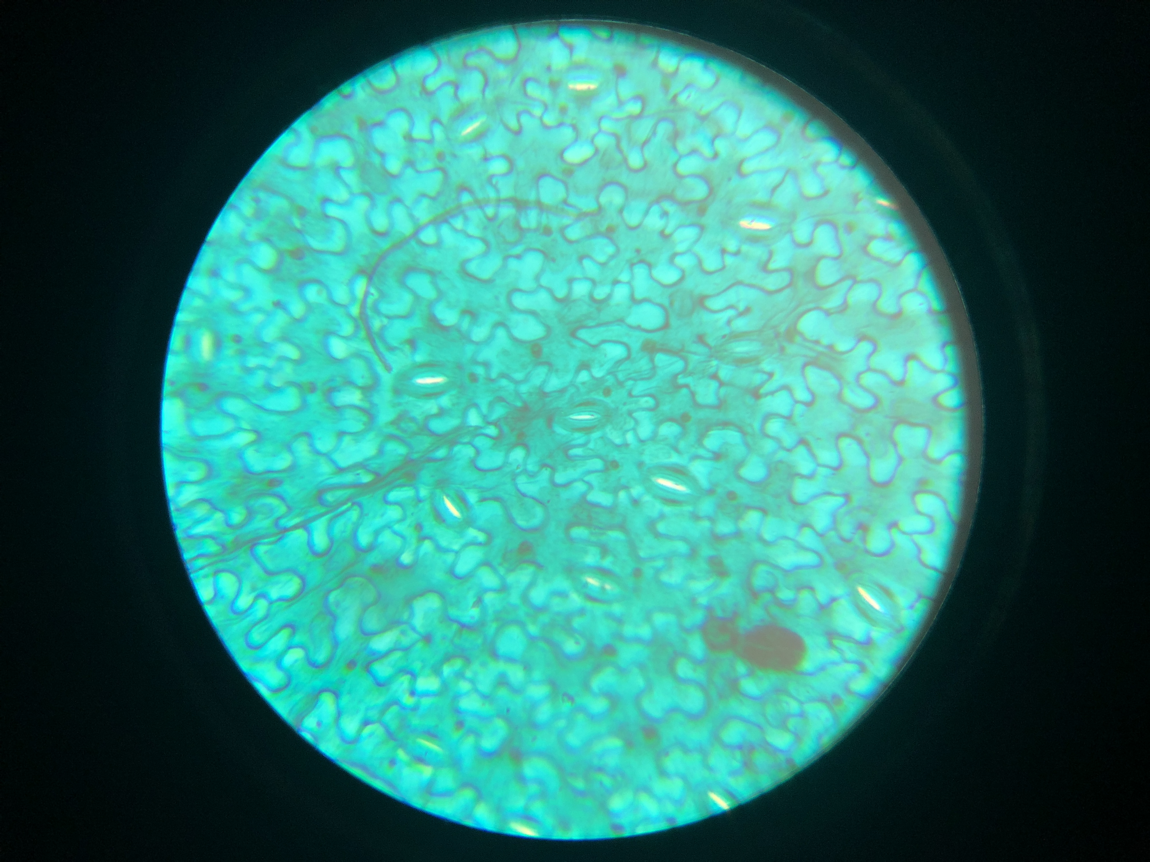 纸显微镜 - 热门商品专区