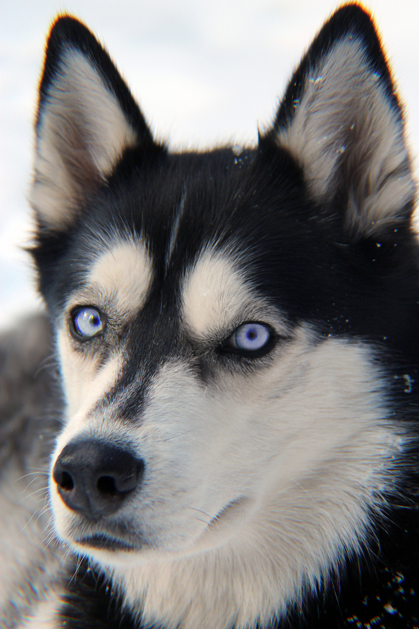 与其他狗种不同,哈士奇犬的眼睛颜色可以是蓝色,棕色或混合色.