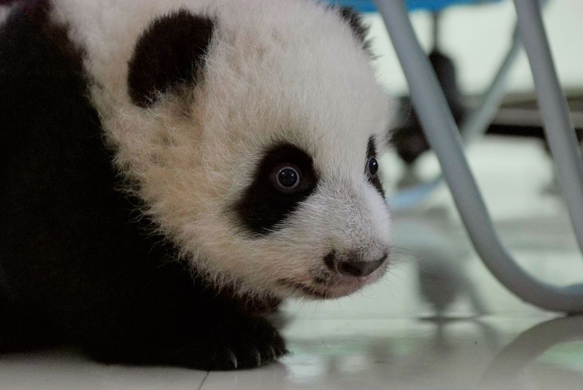 大熊猫界画家阳阳画了一百幅画,每幅490欧元.