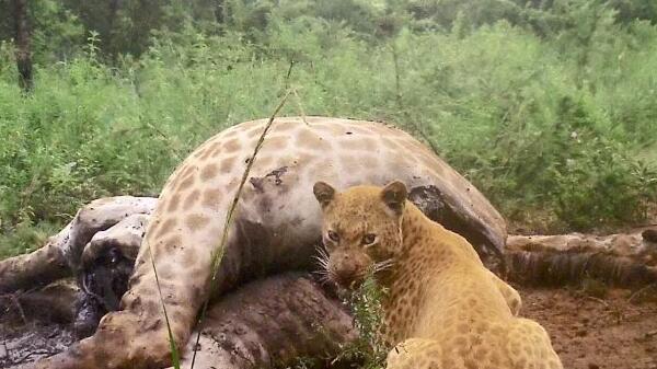 罕见"草莓豹"现身南非保护区 怒视镜头霸气十足