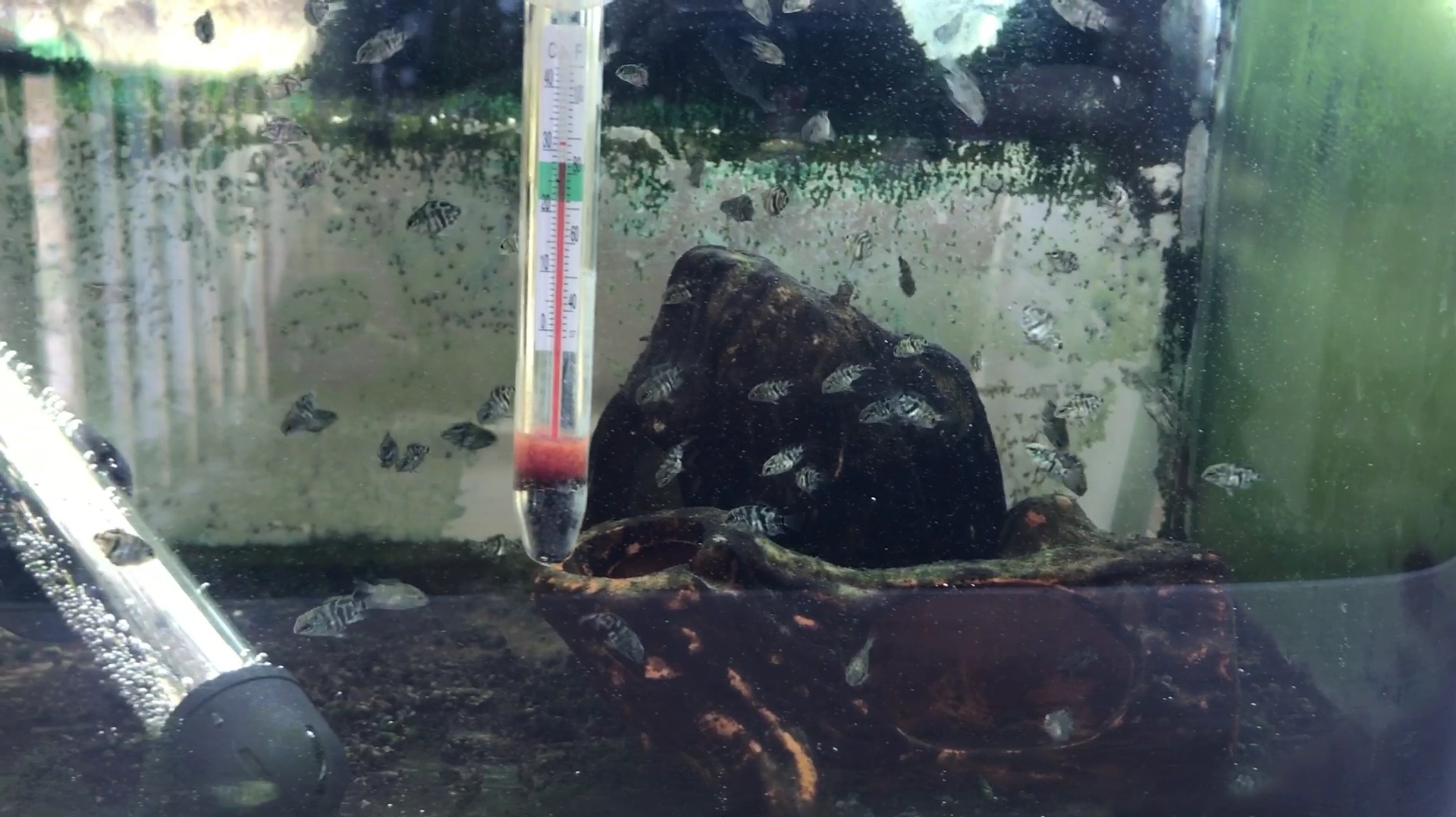 迷你鹦鹉小鱼苗,长得真快,快出笼啦!