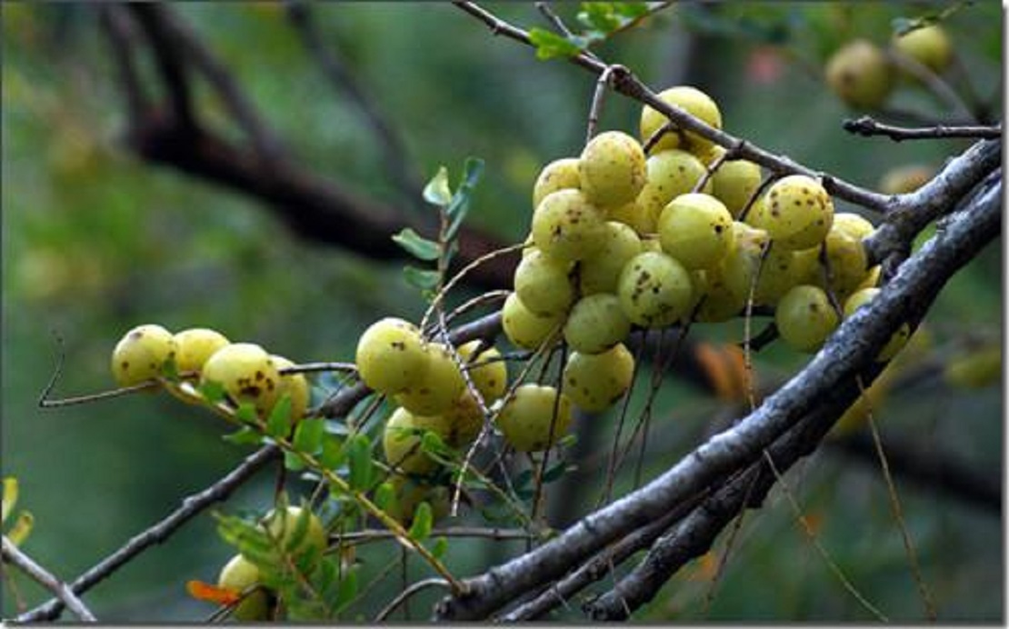 两种不能吃的野果子:含剧毒,好多人误食导致中毒身亡