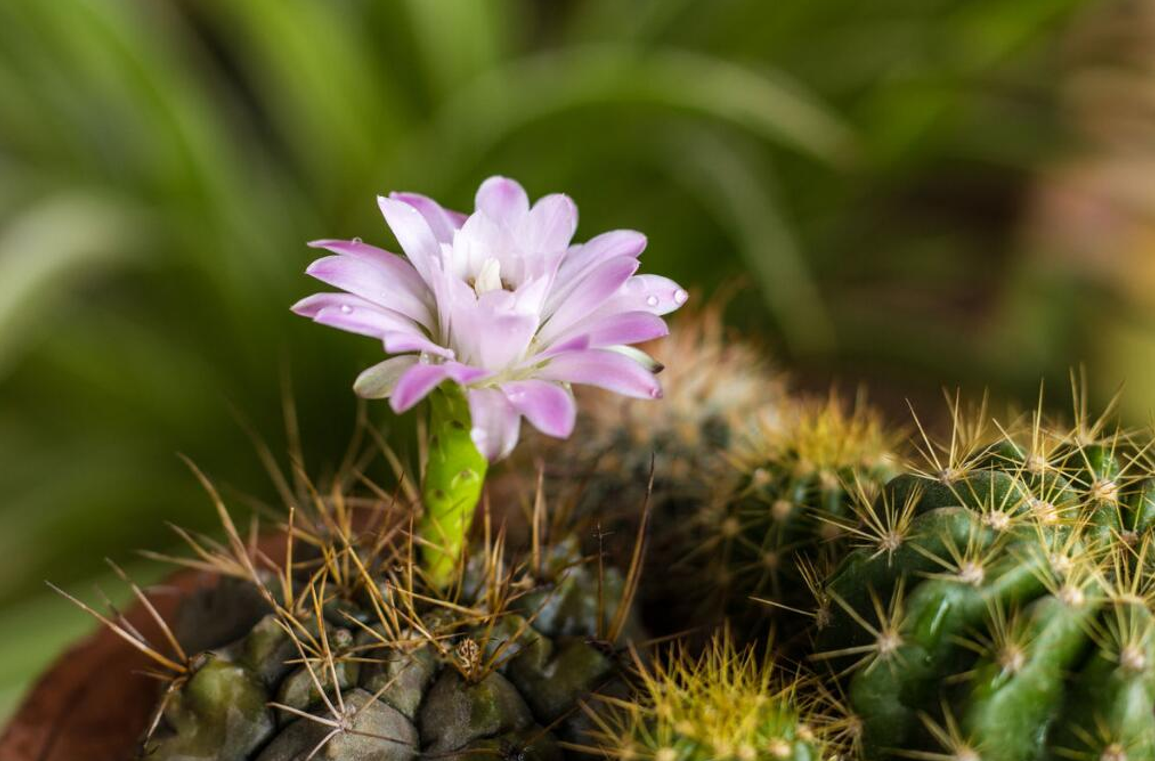 肉肉很萌很可爱,它们的花更有着一种别样的美,总有一张惊艳到你