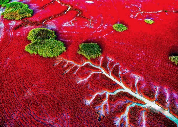 辽宁的盘锦红海滩,是红色的海洋,到处都是爱情的味道