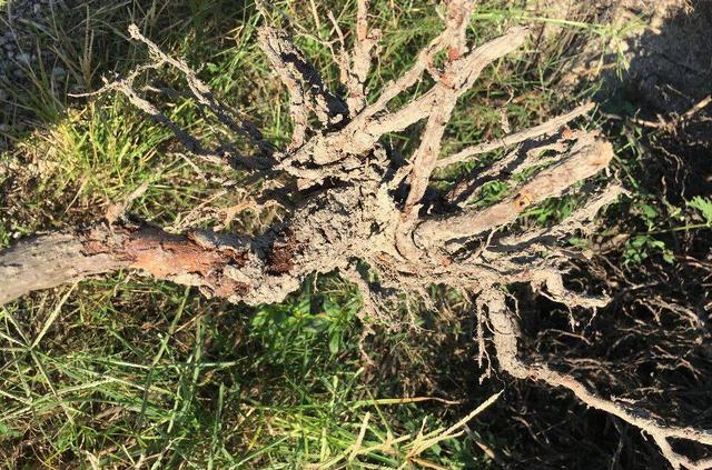 果树根腐病的认识与科学防治措施,值得收藏!